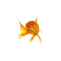 Goldfish (Carassius auratus)- Stock Photo or Stock Video of rcfotostock | RC-Photo-Stock