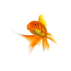 Goldfish Carassius auratus on white- Stock Photo or Stock Video of rcfotostock | RC Photo Stock