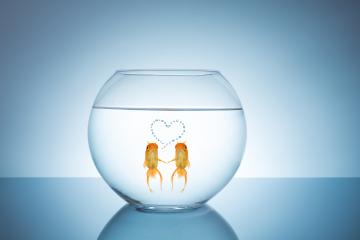 goldfish couple in love- Stock Photo or Stock Video of rcfotostock | RC-Photo-Stock