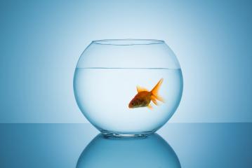 goldfish floats in a fishbowl : Stock Photo or Stock Video Download rcfotostock photos, images and assets rcfotostock | RC-Photo-Stock.: