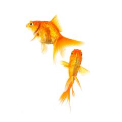 goldfish friends on white- Stock Photo or Stock Video of rcfotostock | RC Photo Stock
