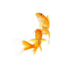 goldfish friends on white- Stock Photo or Stock Video of rcfotostock | RC Photo Stock