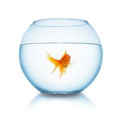 goldfish from behind in a fishbowl- Stock Photo or Stock Video of rcfotostock | RC-Photo-Stock