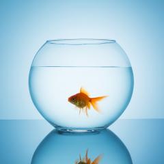 goldfish in a bowl glass- Stock Photo or Stock Video of rcfotostock | RC-Photo-Stock