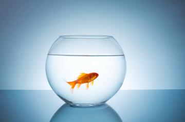 Goldfish in a fishbowl- Stock Photo or Stock Video of rcfotostock | RC Photo Stock