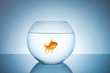 goldfish in a fishbowl- Stock Photo or Stock Video of rcfotostock | RC-Photo-Stock