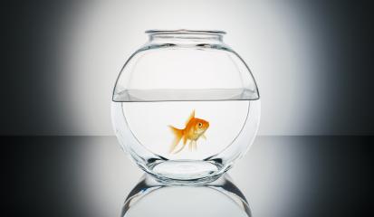 Goldfish in a fishbowl- Stock Photo or Stock Video of rcfotostock | RC-Photo-Stock