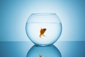 goldfish in a fishbowl glass- Stock Photo or Stock Video of rcfotostock | RC-Photo-Stock