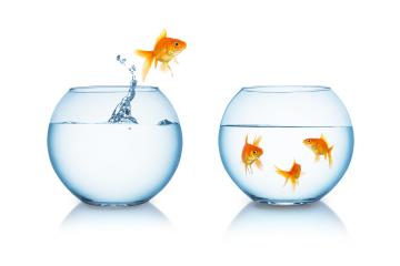 goldfish in fishbowl jumps to friends- Stock Photo or Stock Video of rcfotostock | RC-Photo-Stock