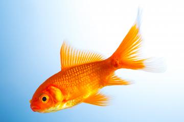 Goldfish in water : Stock Photo or Stock Video Download rcfotostock photos, images and assets rcfotostock | RC Photo Stock.: