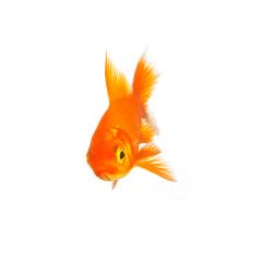 goldfish isolated on white- Stock Photo or Stock Video of rcfotostock | RC Photo Stock
