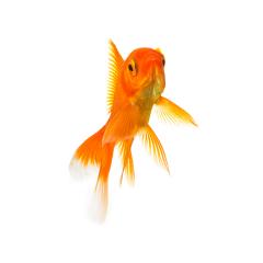 Goldfish isolated on white- Stock Photo or Stock Video of rcfotostock | RC Photo Stock