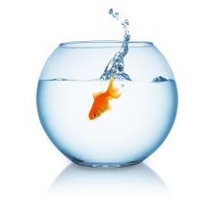 goldfish jumping in a fishbowl- Stock Photo or Stock Video of rcfotostock | RC-Photo-Stock