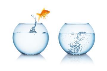 goldfish jumps in to hot water- Stock Photo or Stock Video of rcfotostock | RC-Photo-Stock