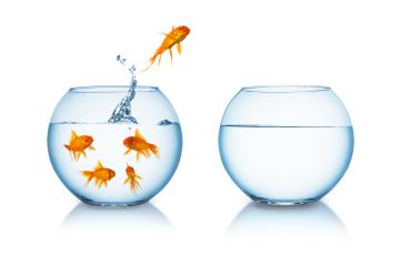 Goldfish jumps in to liberty : Stock Photo or Stock Video Download rcfotostock photos, images and assets rcfotostock | RC-Photo-Stock.: