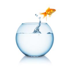 Goldfish jumps in to liberty out of a fishbowl- Stock Photo or Stock Video of rcfotostock | RC Photo Stock