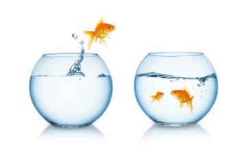goldfish jumps to his family : Stock Photo or Stock Video Download rcfotostock photos, images and assets rcfotostock | RC-Photo-Stock.: