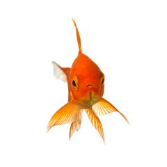 Goldfish looks : Stock Photo or Stock Video Download rcfotostock photos, images and assets rcfotostock | RC-Photo-Stock.: