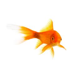 Goldfish on white : Stock Photo or Stock Video Download rcfotostock photos, images and assets rcfotostock | RC Photo Stock.: