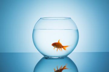 goldfish open mouth in a fishbowl- Stock Photo or Stock Video of rcfotostock | RC Photo Stock
