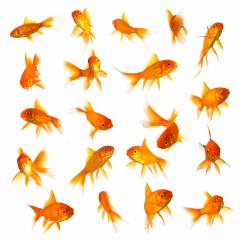 goldfish set collage isolated on white- Stock Photo or Stock Video of rcfotostock | RC-Photo-Stock