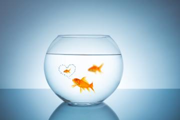 Goldfish thinks about unfaithful - Stock Photo or Stock Video of rcfotostock | RC Photo Stock