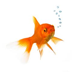 Goldfish with oxygen bubbels- Stock Photo or Stock Video of rcfotostock | RC Photo Stock
