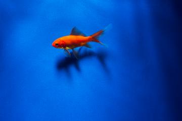 Goldfish with shadow underwater : Stock Photo or Stock Video Download rcfotostock photos, images and assets rcfotostock | RC-Photo-Stock.: