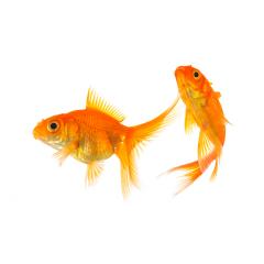 goldfishe isolated on white- Stock Photo or Stock Video of rcfotostock | RC-Photo-Stock
