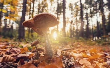 gorgeous forest with mushroom at autumn- Stock Photo or Stock Video of rcfotostock | RC-Photo-Stock