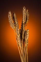 grain ears : Stock Photo or Stock Video Download rcfotostock photos, images and assets rcfotostock | RC Photo Stock.:
