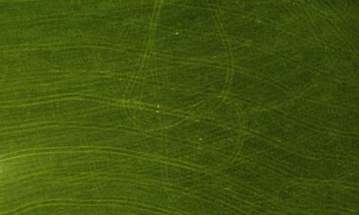 Green  meadow in the field, top view with a drone. Texture of meadow green background - Stock Photo or Stock Video of rcfotostock | RC Photo Stock
