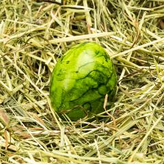 green easter egg lies in hay- Stock Photo or Stock Video of rcfotostock | RC-Photo-Stock