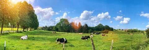 Green field with cows trees and blue sky. Panoramic view to grass, trees and flowers on the hill on sunny spring day- Stock Photo or Stock Video of rcfotostock | RC-Photo-Stock