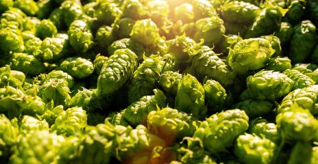 Green fresh hop cones for making beer and bread close up, Bavaria germany- Stock Photo or Stock Video of rcfotostock | RC Photo Stock