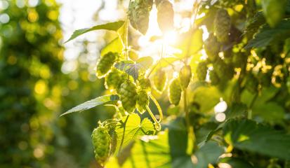 Green fresh hop cones for making beer and bread closeup, agricultural background.- Stock Photo or Stock Video of rcfotostock | RC Photo Stock