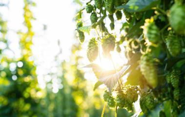 Green fresh hop cones for making beer and bread closeup, bokeh background with copy space an sunlight. Hops field in Bavaria Germany.- Stock Photo or Stock Video of rcfotostock | RC Photo Stock