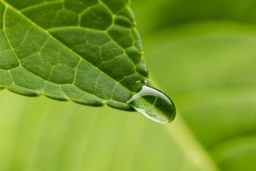green lead with drop close up : Stock Photo or Stock Video Download rcfotostock photos, images and assets rcfotostock | RC Photo Stock.: