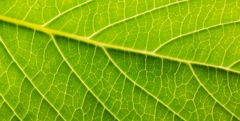 green leave detail- Stock Photo or Stock Video of rcfotostock | RC-Photo-Stock