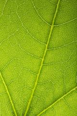 green leaves shaping on a beautiful background- Stock Photo or Stock Video of rcfotostock | RC-Photo-Stock