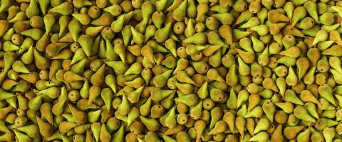 green Pears as a background, banner size : Stock Photo or Stock Video Download rcfotostock photos, images and assets rcfotostock | RC Photo Stock.: