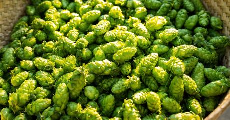 Green ripe hop cones for brewery and bakery in a basket- Stock Photo or Stock Video of rcfotostock | RC Photo Stock