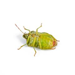 Green shield bug lies on his back on a white background- Stock Photo or Stock Video of rcfotostock | RC-Photo-Stock