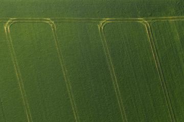 Green wheat in the field, top view with a drone. Texture of wheat green background - Stock Photo or Stock Video of rcfotostock | RC Photo Stock