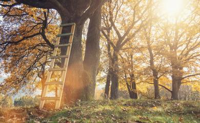 group of oak trees with a ladder at Autumn and sunlight shining throug treetops- Stock Photo or Stock Video of rcfotostock | RC-Photo-Stock