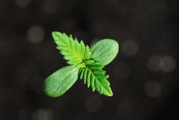 growing cannabis sprouts : Stock Photo or Stock Video Download rcfotostock photos, images and assets rcfotostock | RC-Photo-Stock.: