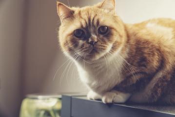 grumpy cat sits on a cupboard- Stock Photo or Stock Video of rcfotostock | RC-Photo-Stock