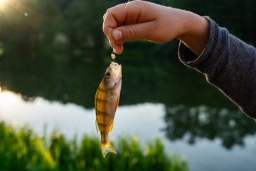 Hand holding a small fish by the line against a backdrop of a sparkling lake and lush greenery at sunset- Stock Photo or Stock Video of rcfotostock | RC Photo Stock