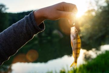 Hand holding a small fish on a hook against a sunlit forested lake background at sunset- Stock Photo or Stock Video of rcfotostock | RC Photo Stock