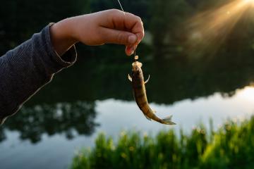 Hand holding a small fish on a line above a serene lake during sunset, with sunlight creating a vivid backdrop- Stock Photo or Stock Video of rcfotostock | RC Photo Stock